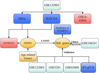 Identification and Validation of Aging-Related Genes in Alzheimer’s Disease